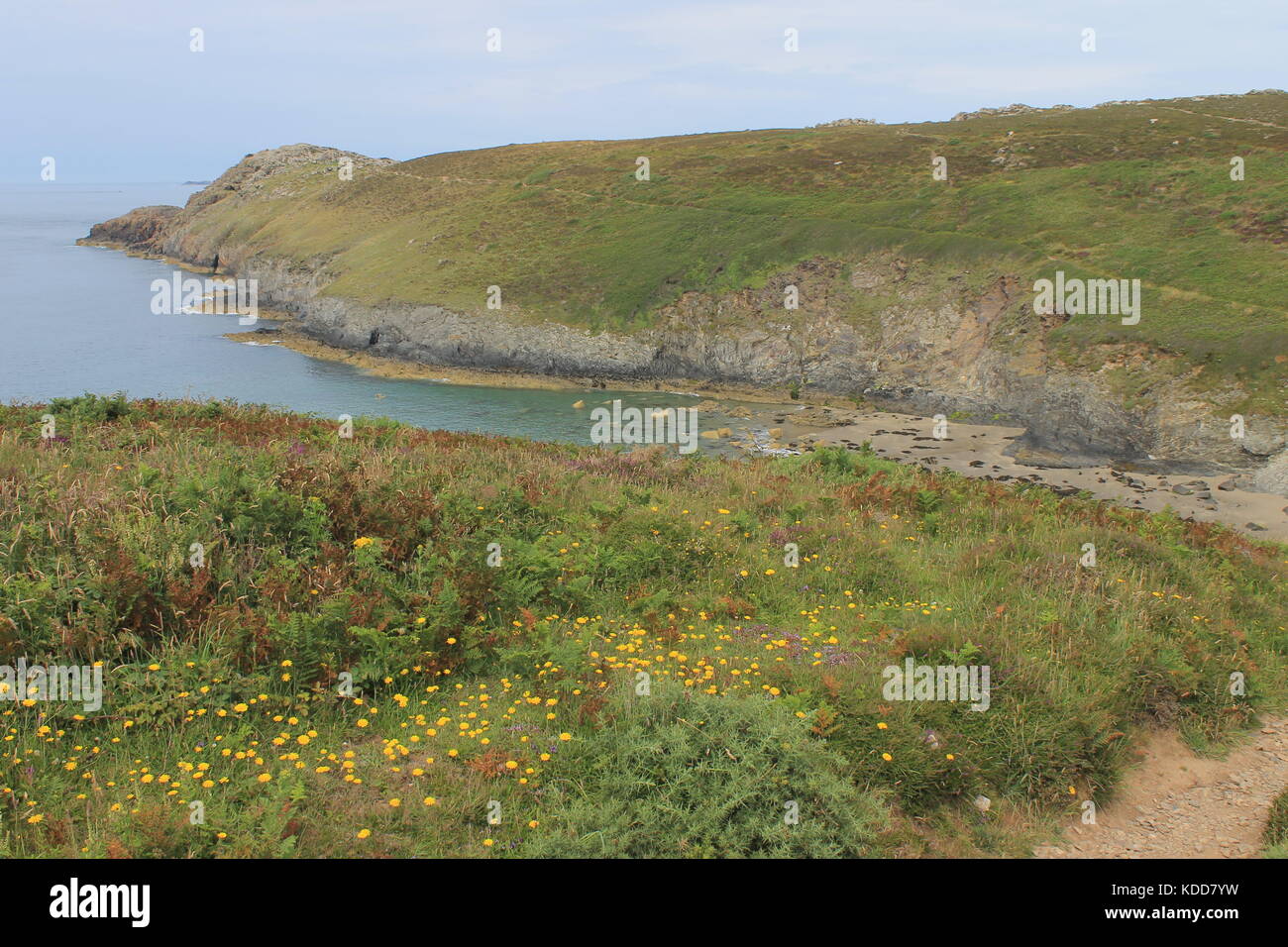 Porthmelgan und St David's Kopf auf den Pembrokeshire Coast Path, Pembrokeshire, Wales, Großbritannien Stockfoto