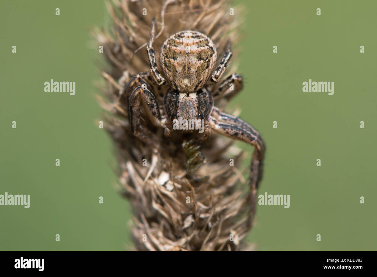 Xysticus cristatus crab Spider auf Gras. Spinne in der Familie thomisidae, Essen kleine Spinne Beute, gut getarnt auf Gras Stockfoto