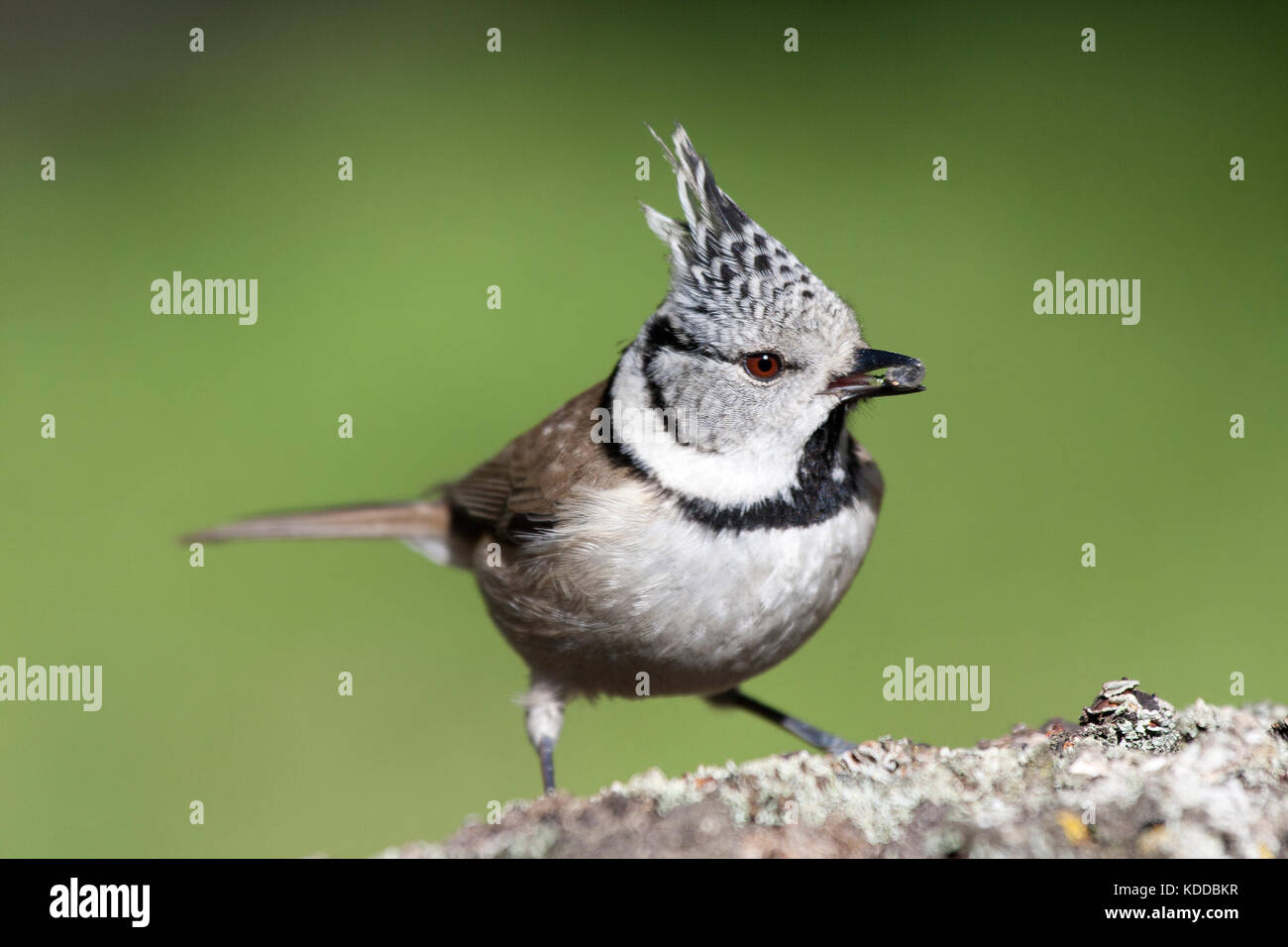 Parus cristatus Stockfoto