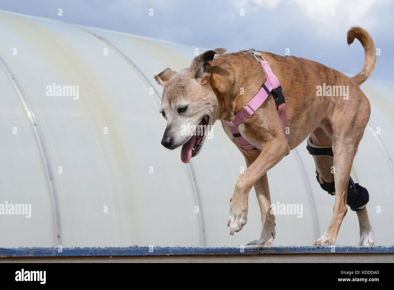 Ältere Mixed breed Boxer Hund mit Orthotic brace Hund gehen auf agility Hund Plank als erweiterte rehab brace Übung konzentriert Stockfoto