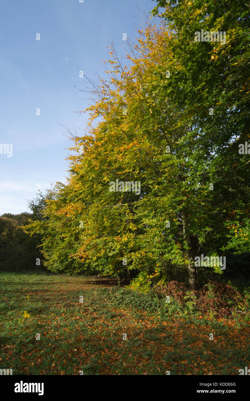 Herbst Farben Schwarz Dam und Crabtree Nature Reserve in der Nähe von Old Basing, Hampshire, Großbritannien Stockfoto