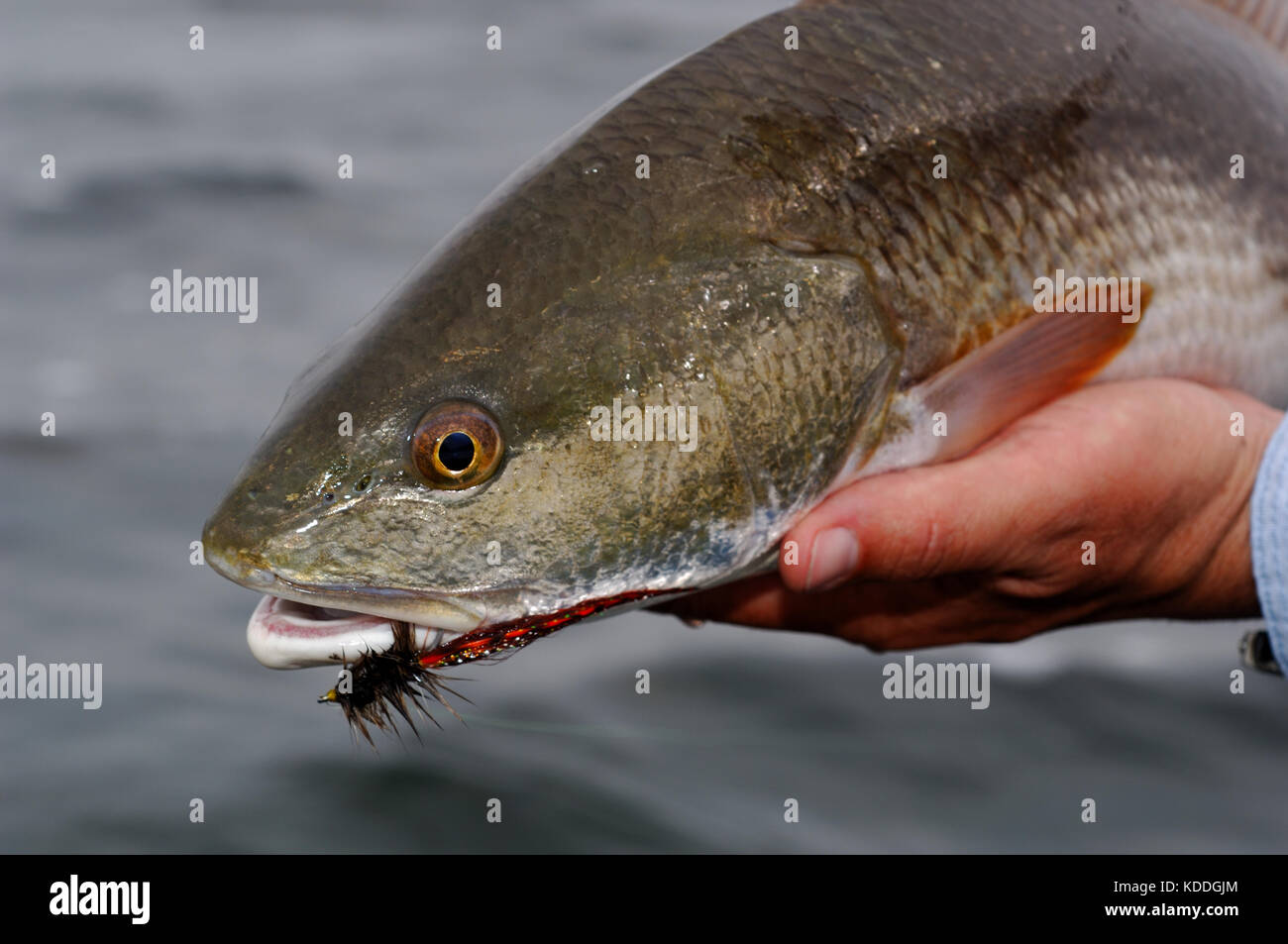 Ein rotbarsch oder rot Trommel beim Fliegenfischen in der Laguna Madre von South Texas gefangen Stockfoto