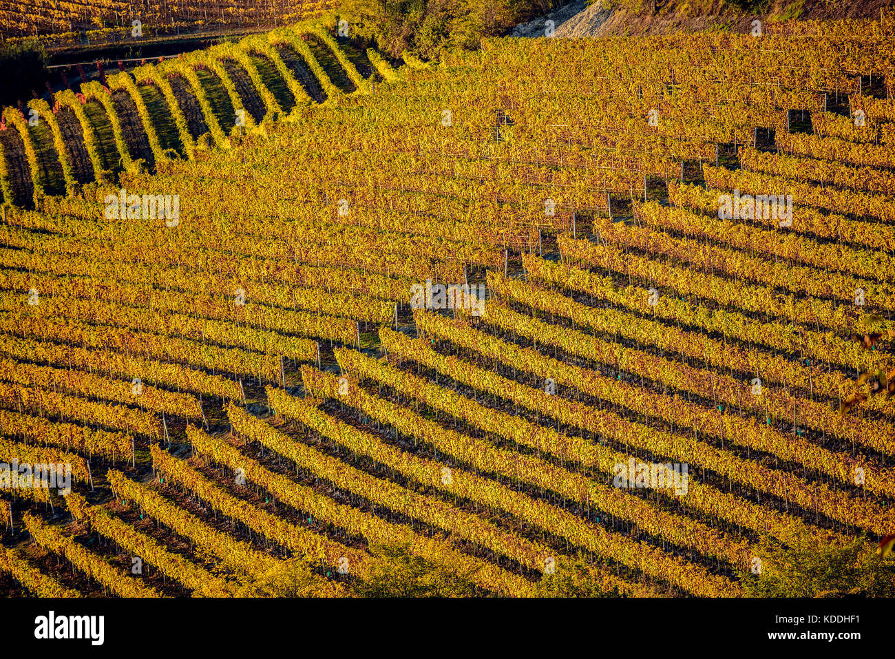 Weinberge im Langhe Region Italiens Norden im Herbst mit hellen Farben Stockfoto