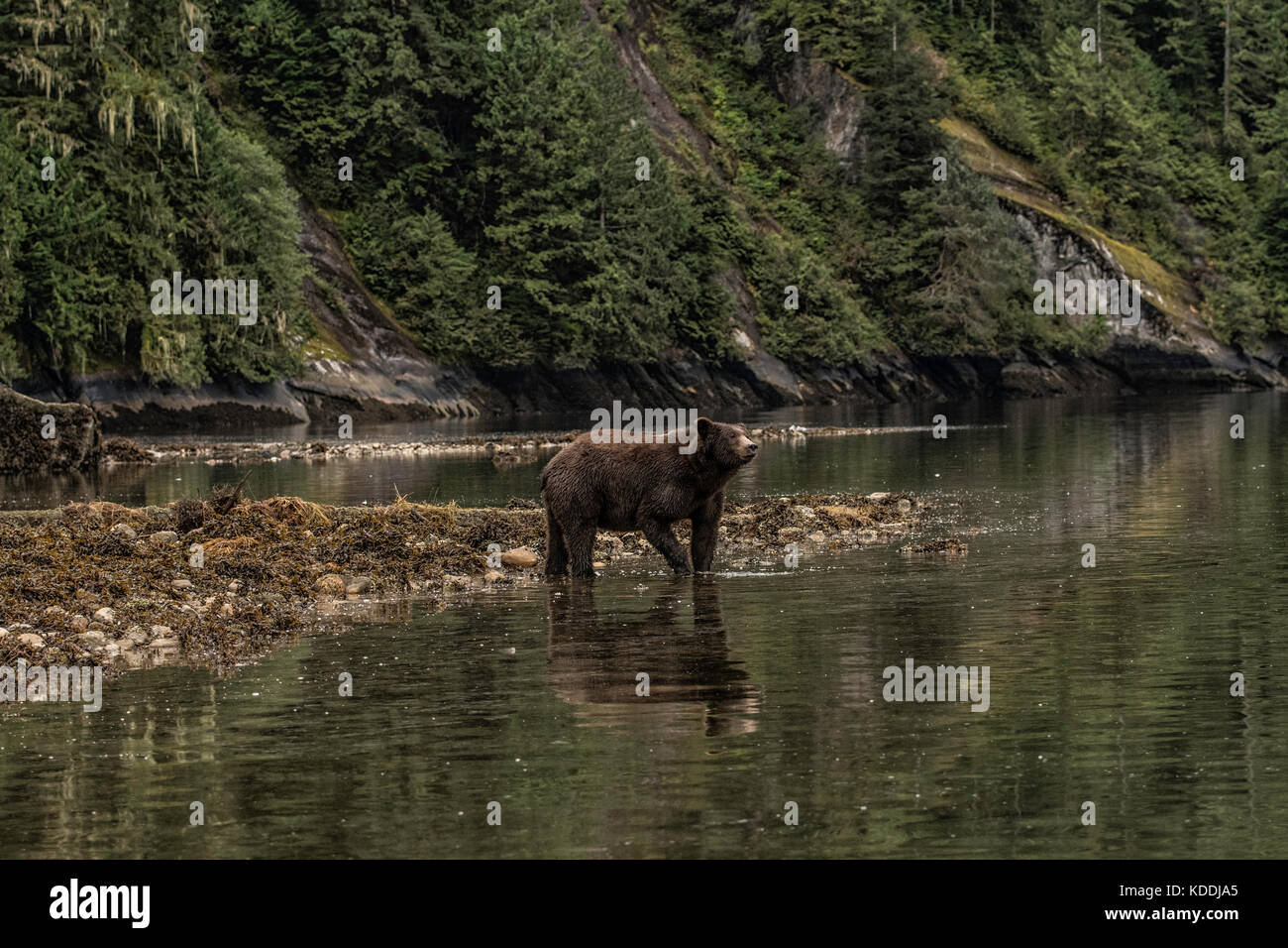Grizzly Bär im Regenwald Stockfoto