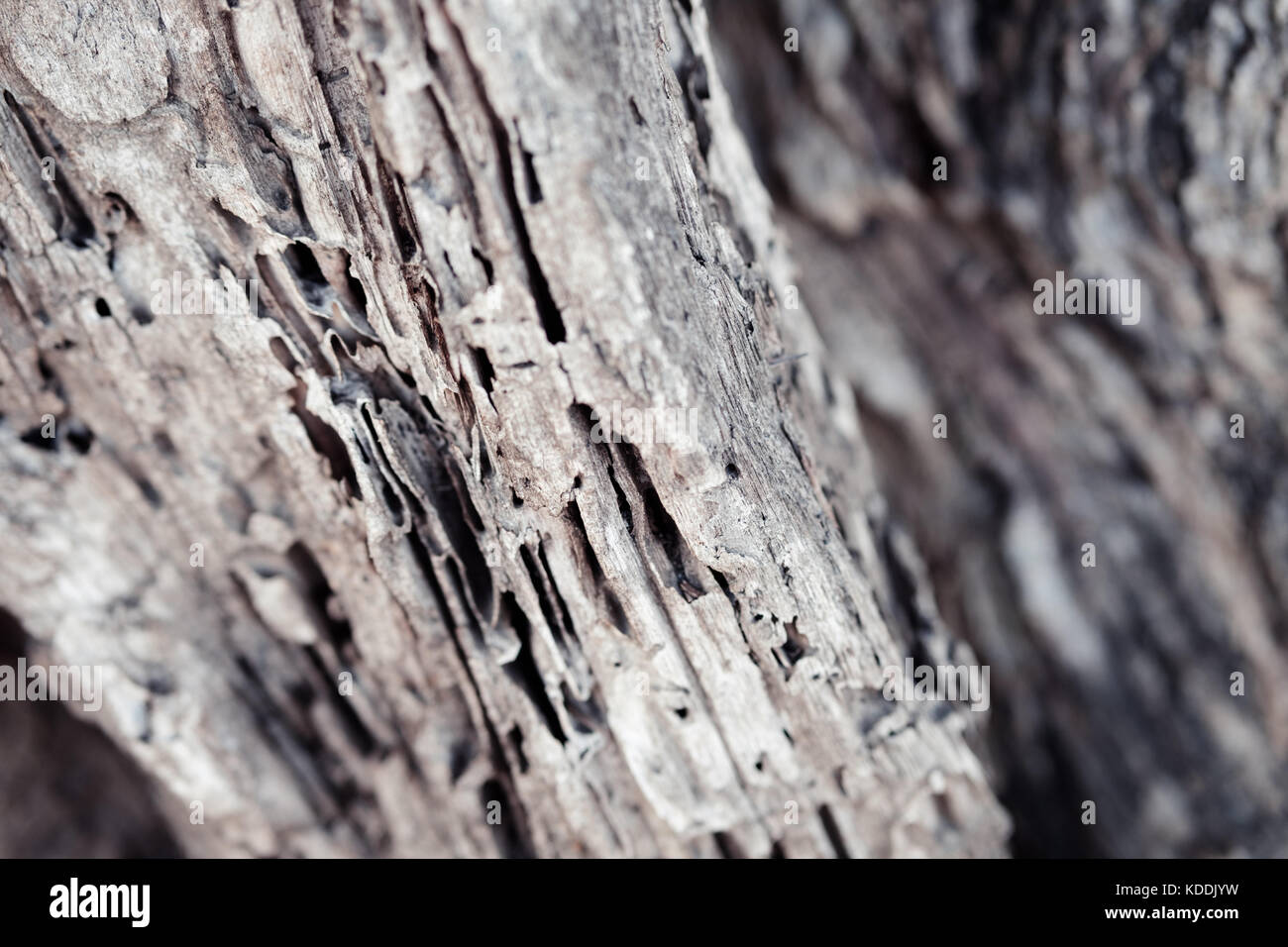 Ein Baum Rinde in natürlichen Muster mit Nahaufnahme, toll für Hintergrund Stockfoto