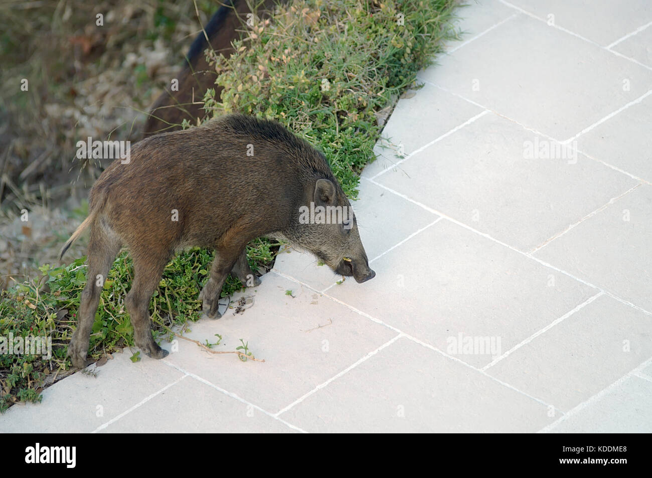 Ein Wildschwein, das Zierpflanzen in einem Garten isst Stockfoto