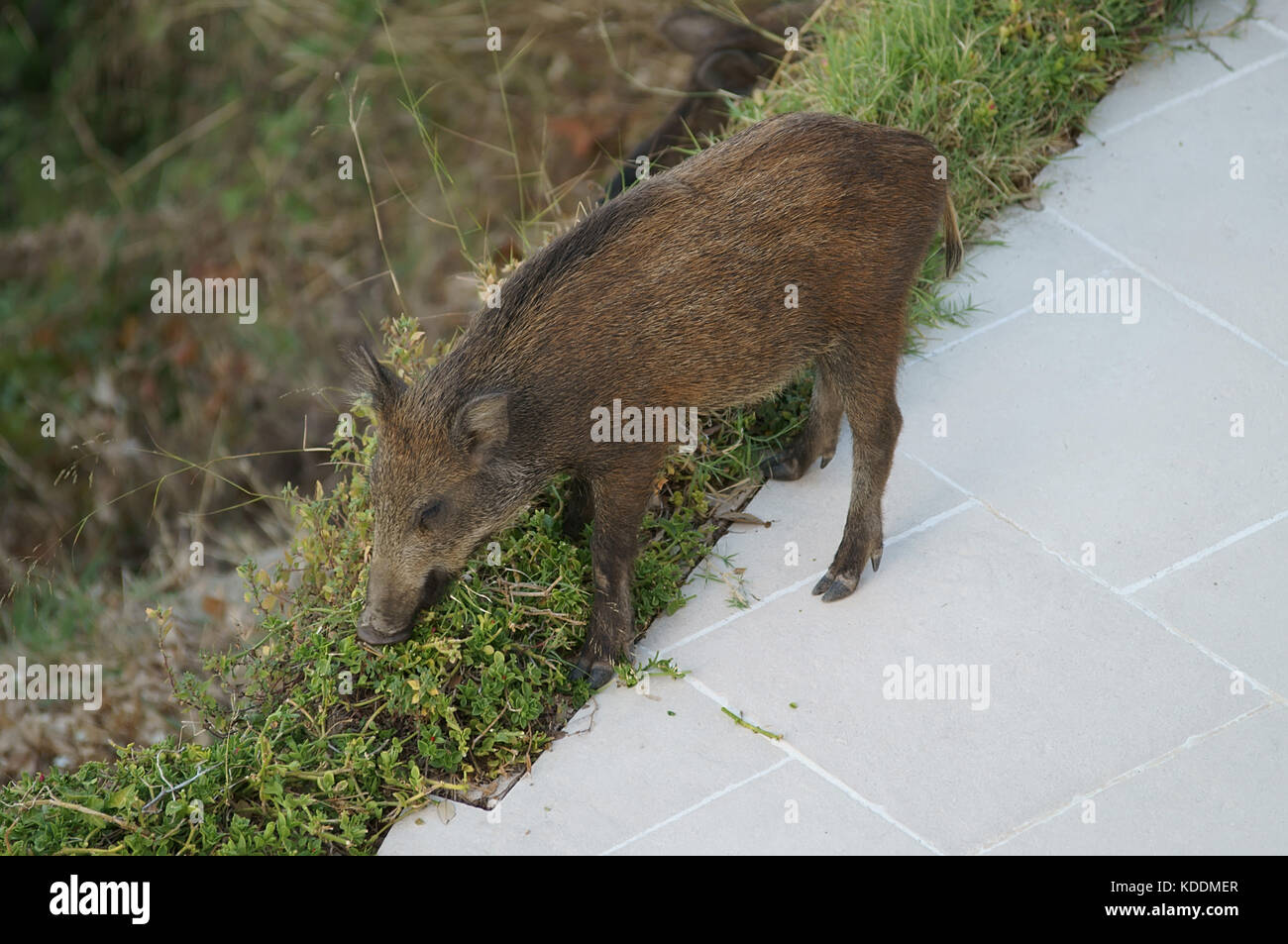 Ein Wildschwein weiblich Essen Zierpflanzen im Garten. Stockfoto