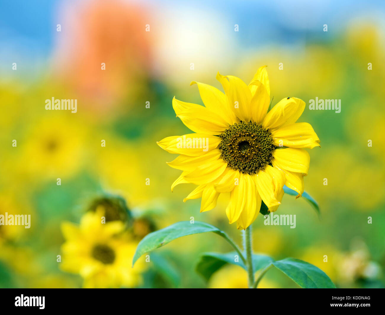 Sonnenblume close-up Gelb, Hintergrund Stockfoto