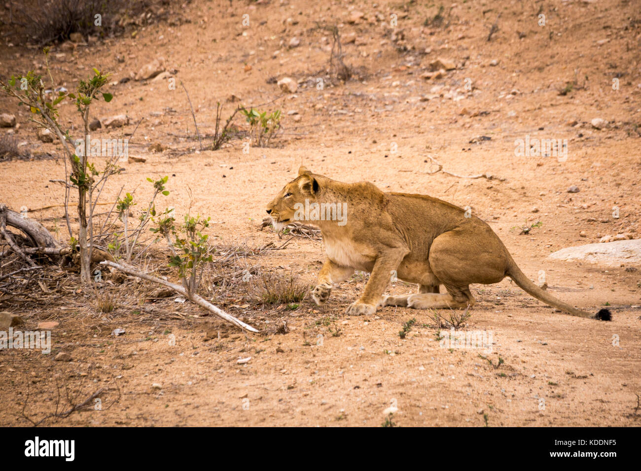 Löwin auf der Jagd in den Krüger National Park, Südafrika, Afrika Stockfoto