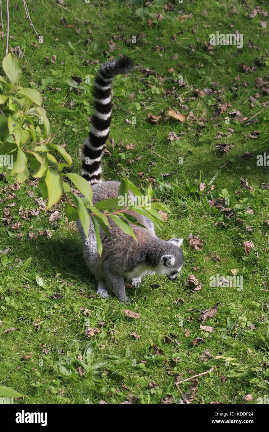 Ring-tailed Lemur, Blackpool Zoo, Blackpool, Lancashire, England Lemur catta Stockfoto