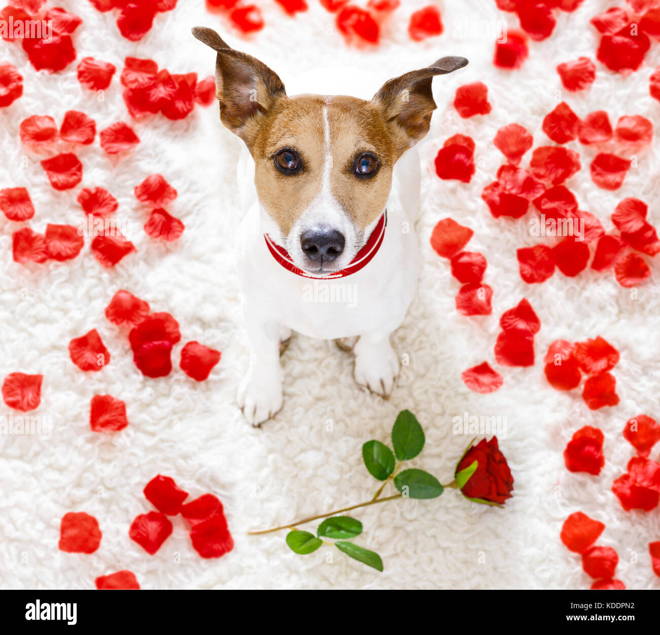 Jack Russel Hund in Liebe für happy valentines Tag mit Blüten und Rose