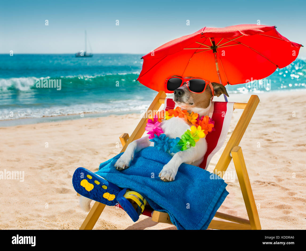 50+ Jack Russel Urlaub Sprüche Bilder, Unser jack russell darf heute