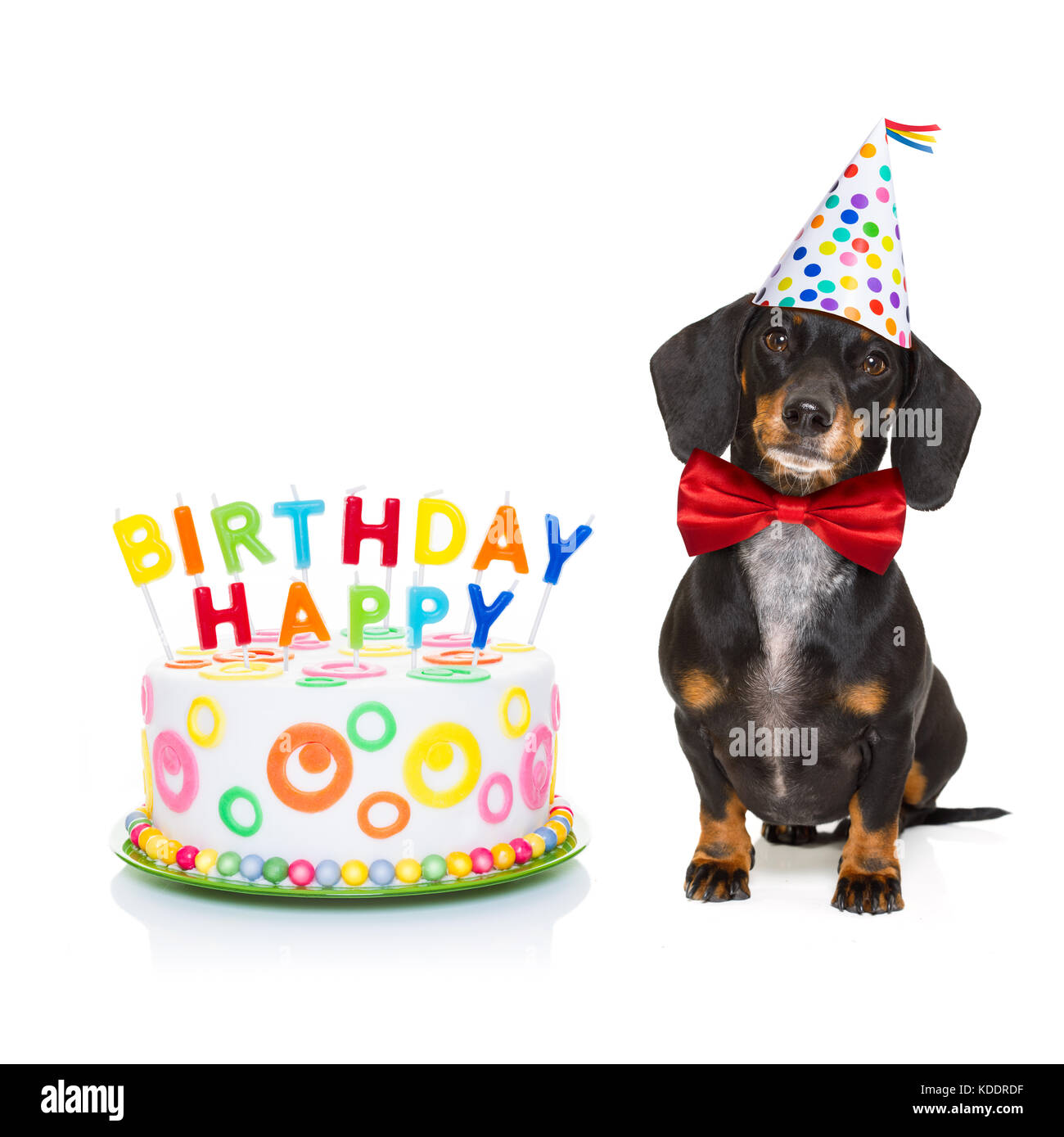 Dackel oder Wurst Hund hungrig für einen herzlichen Glückwunsch zum  Geburtstag Kuchen mit Kerzen, tragen rote Krawatte und Hut, auf weißem  Hintergrund Stockfotografie - Alamy
