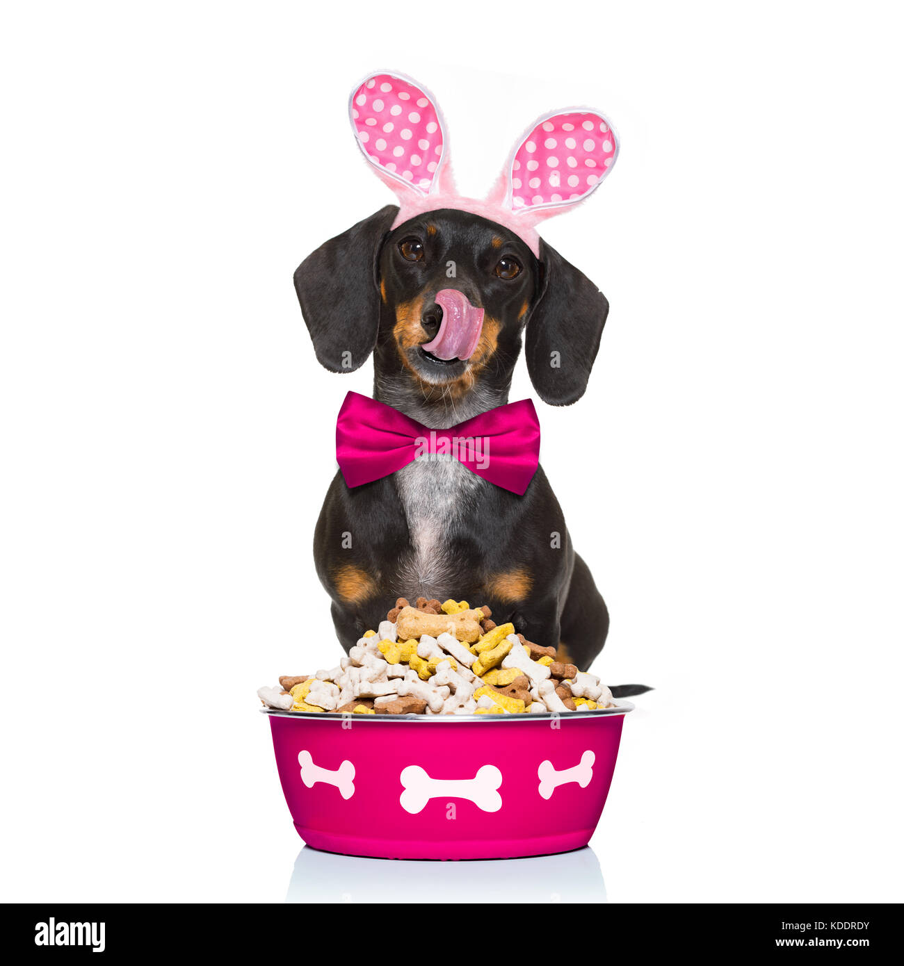 Osterhasen Ohren dackel Wurst Hund, hungrig mit hinter Essen Schüssel, auf  weißem Hintergrund, lecken mit der Zunge Stockfotografie - Alamy