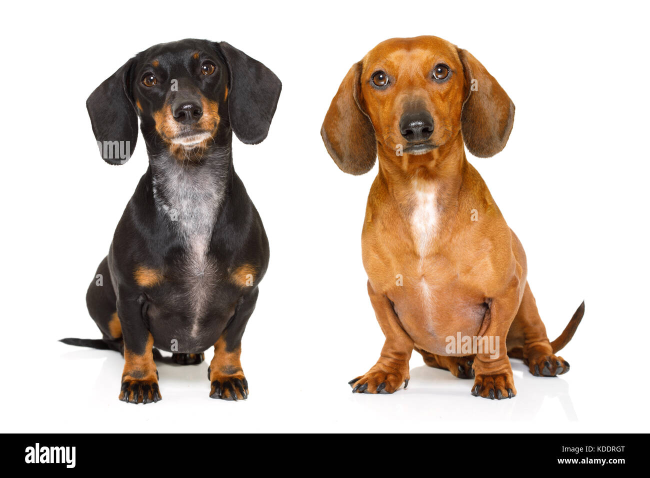 Sitzen und gehorsam Paar zwei Dackel oder Wurst Hunde für Eigentümer, auf weißem Hintergrund suchen Stockfoto