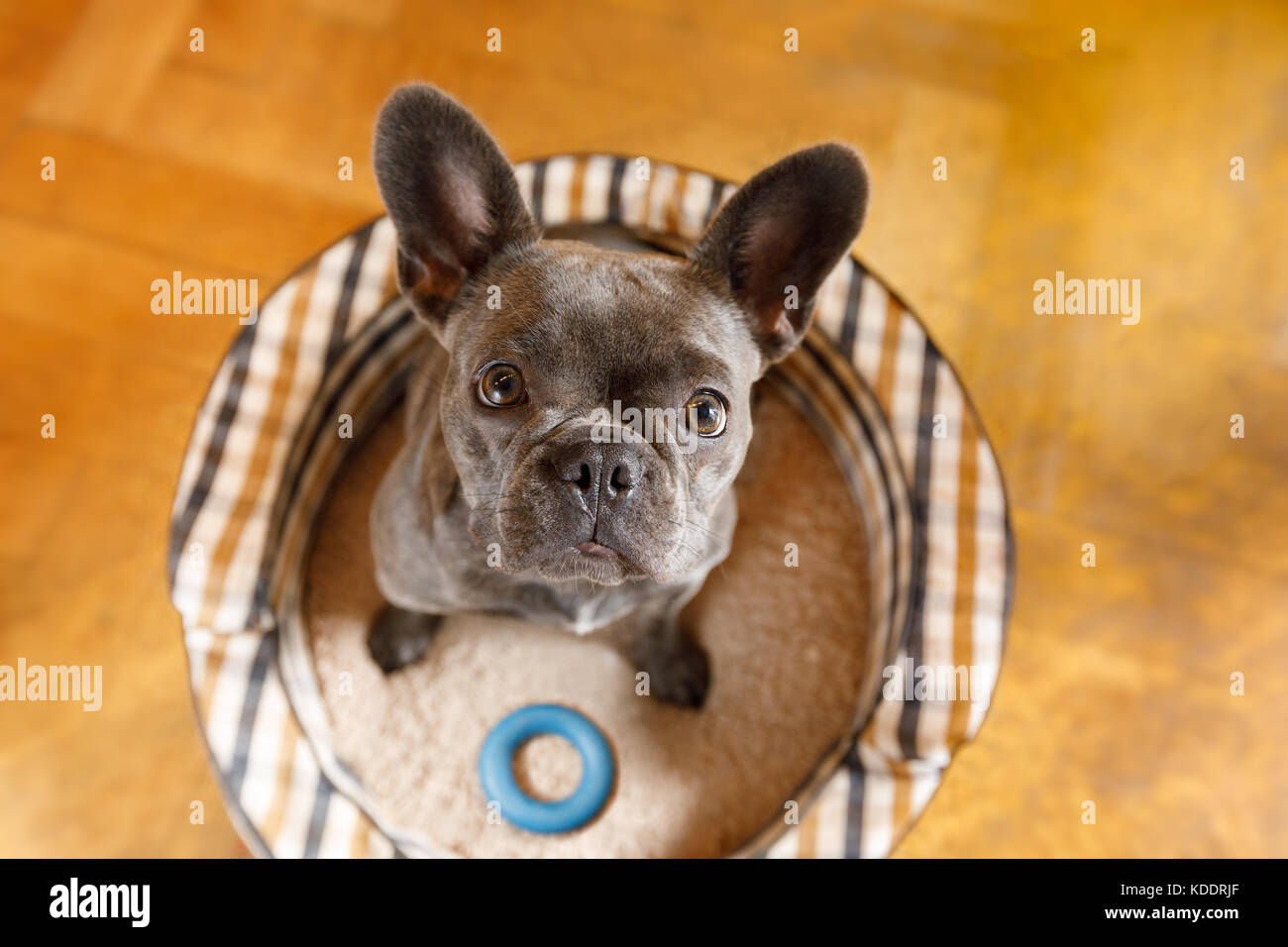Neugierig französische Bulldogge Hund suchen bis zu Eigentümer warten oder sitzenden Patienten zu spielen oder Spazieren gehen, zu Hause Stockfoto