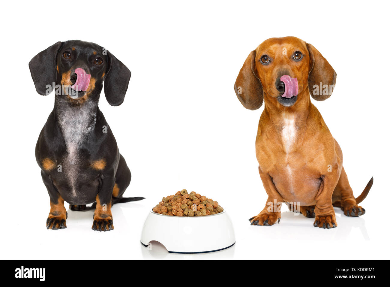 Hungrig paar Dackel wurst Hunde mit gesunden Lebensmitteln Schüssel, auf weißem Hintergrund Stockfoto