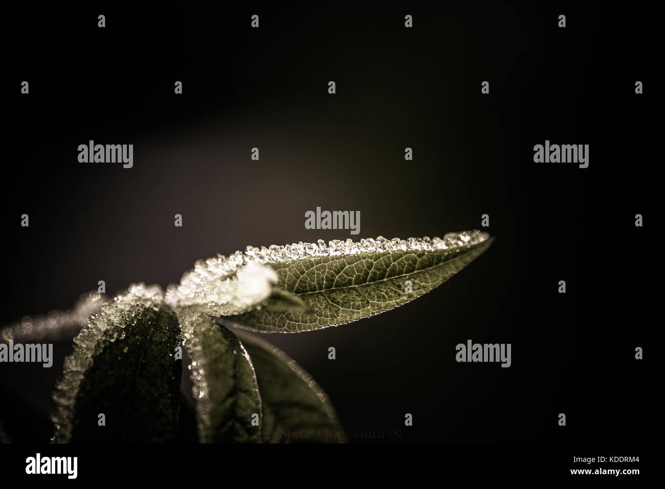 Frost ruht auf einem Verlassen im Wintergarten Stockfoto