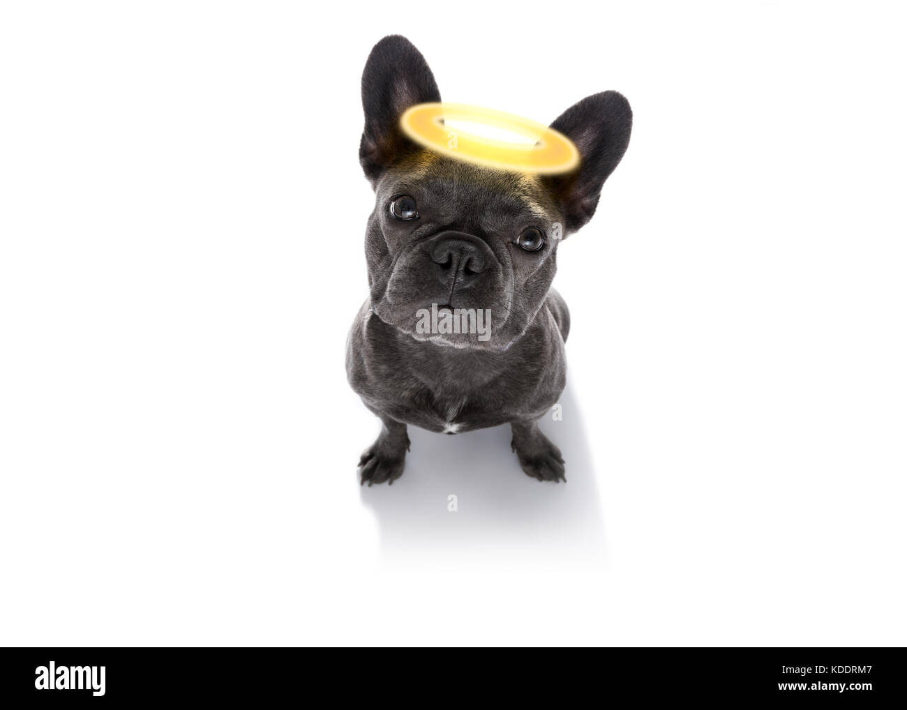 Französische Bulldogge Hund mit schlechtes Gewissen mit Angel Halo auf dem Kopf, auf weißem Hintergrund Stockfoto