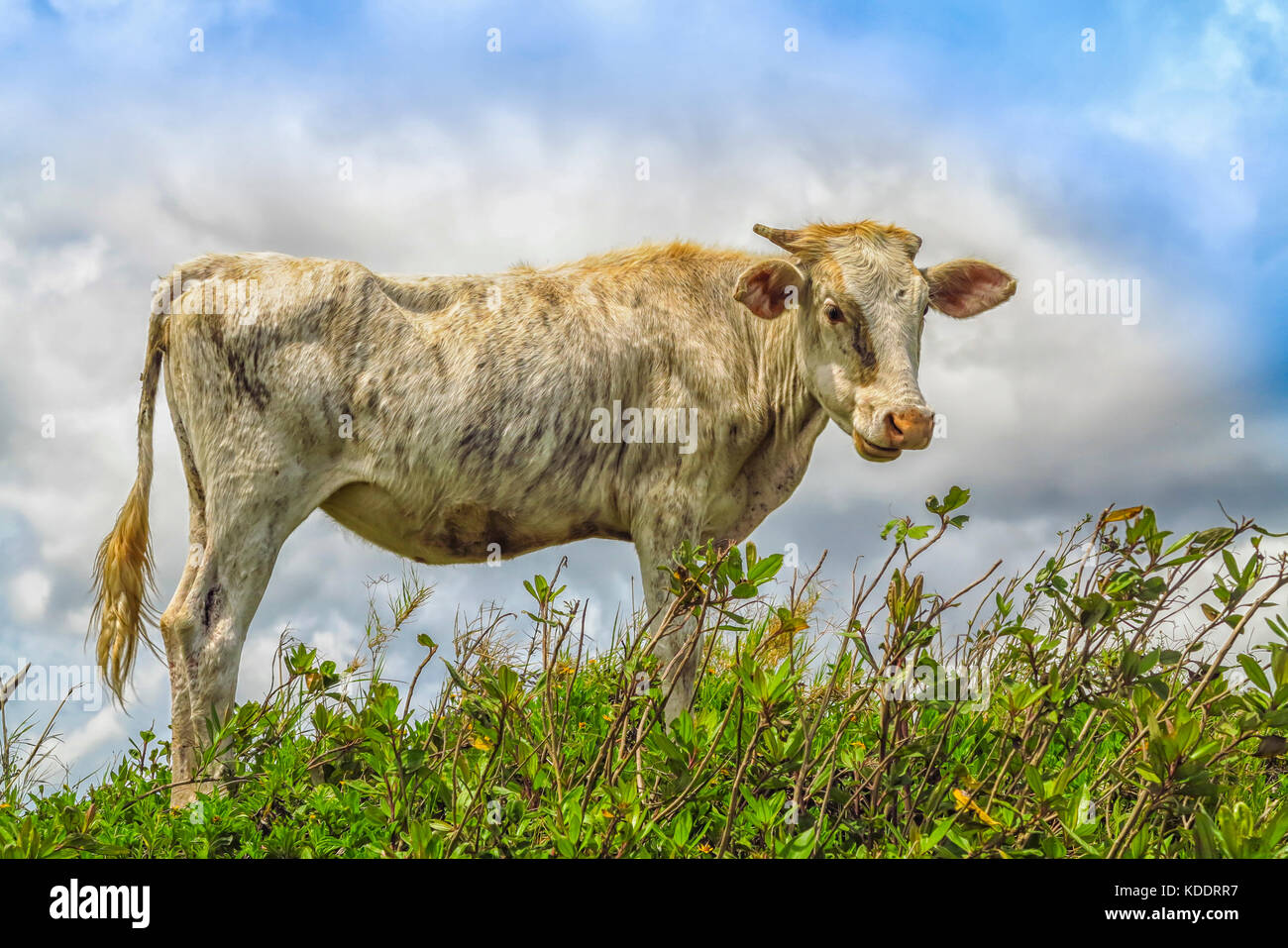 Dünne weiße Kuh stehen draußen in Grass gegen eine Sommer sky Stockfoto
