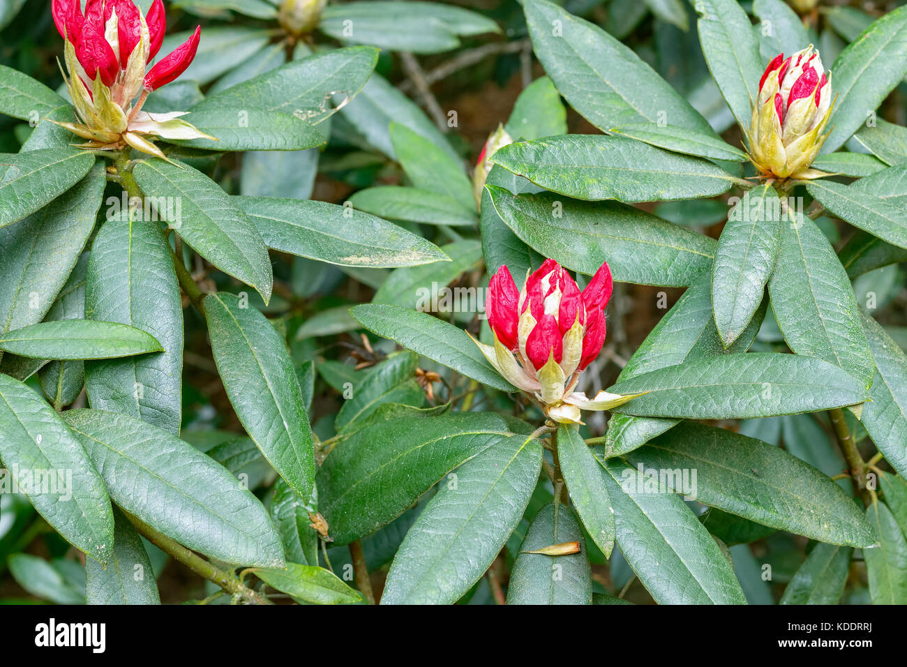 Rhododendron Bltenknospen bereit, Isabella plantation zu blhen, ein  waldgarten im Richmond Park in South West London Stockfotografie - Alamy