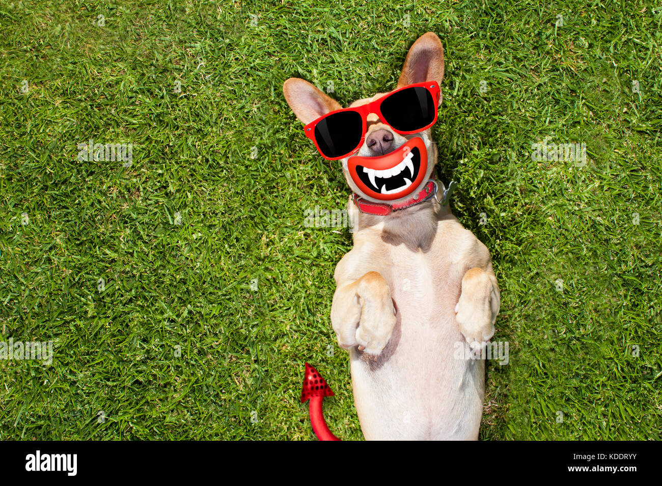 Chihuahua Hund ghost für Halloween, gruselig und spooky auf dem Rücken liegend auf einer wiese gras im Park Stockfoto