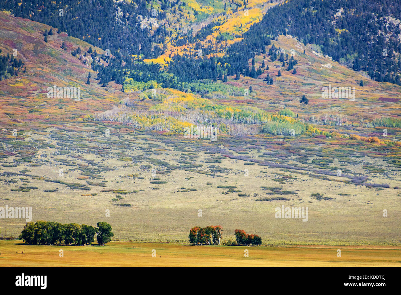 Herbstfarben im Gebirge des südlichen Colorado, USA Stockfoto