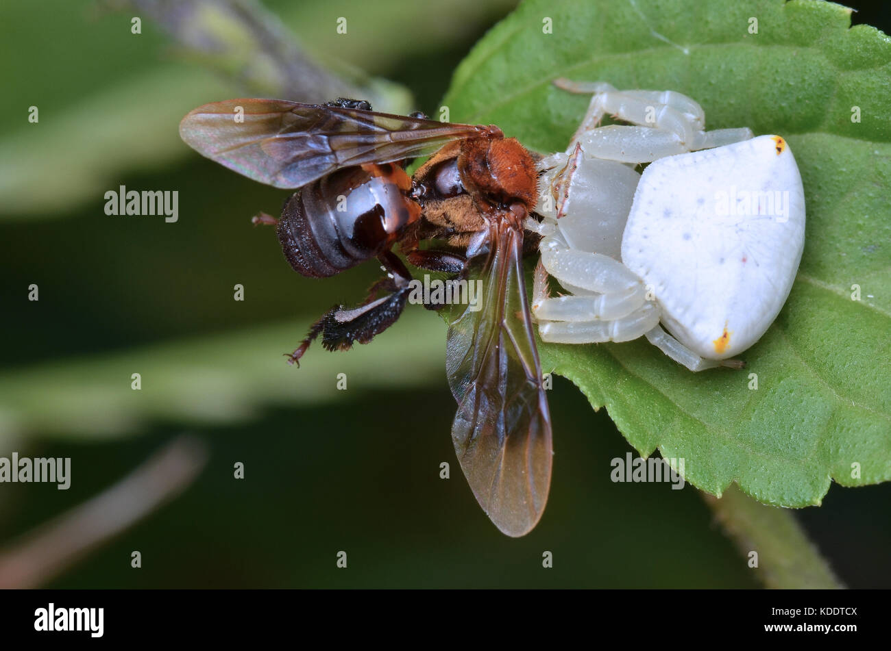 Makro Bild eines weißen Krabben Spinne mit Beute Stockfoto