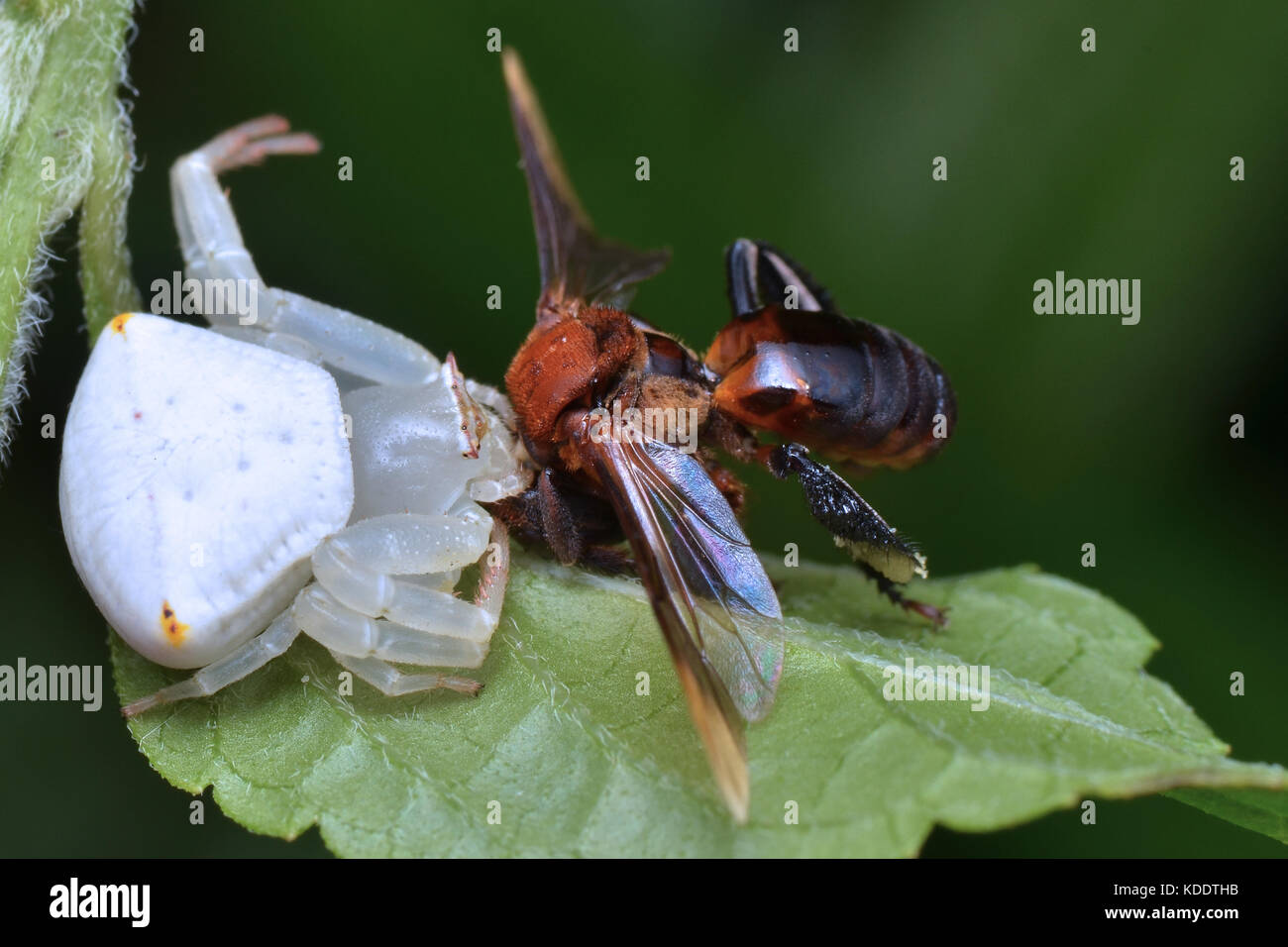 Makro Bild eines weißen Krabben Spinne mit Beute Stockfoto