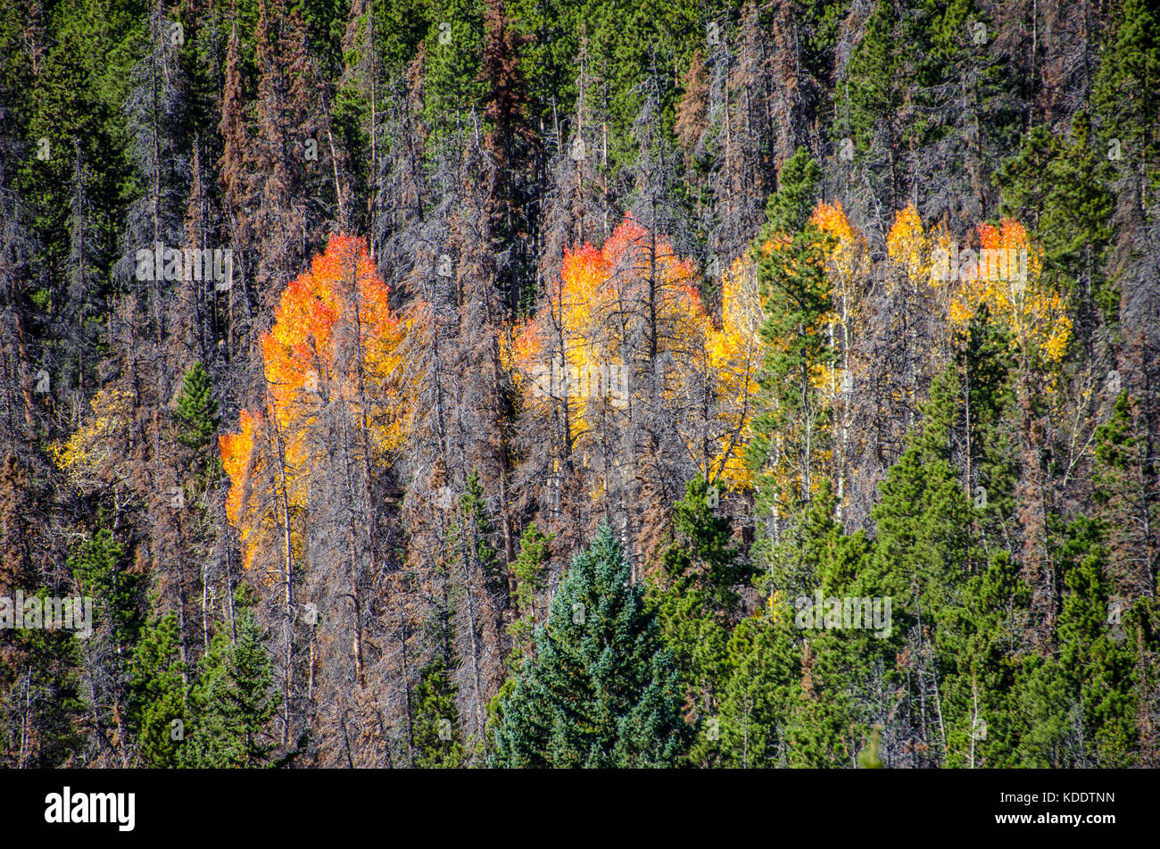 Herbstfarben im Rocky Mountain National Park, Colorado, USA Stockfoto