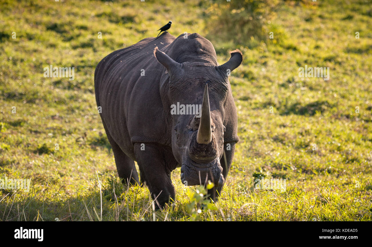 Einsame männliche White Rhino nähert sich die Kamera im südafrikanischen Busch mit tickbird Stockfoto