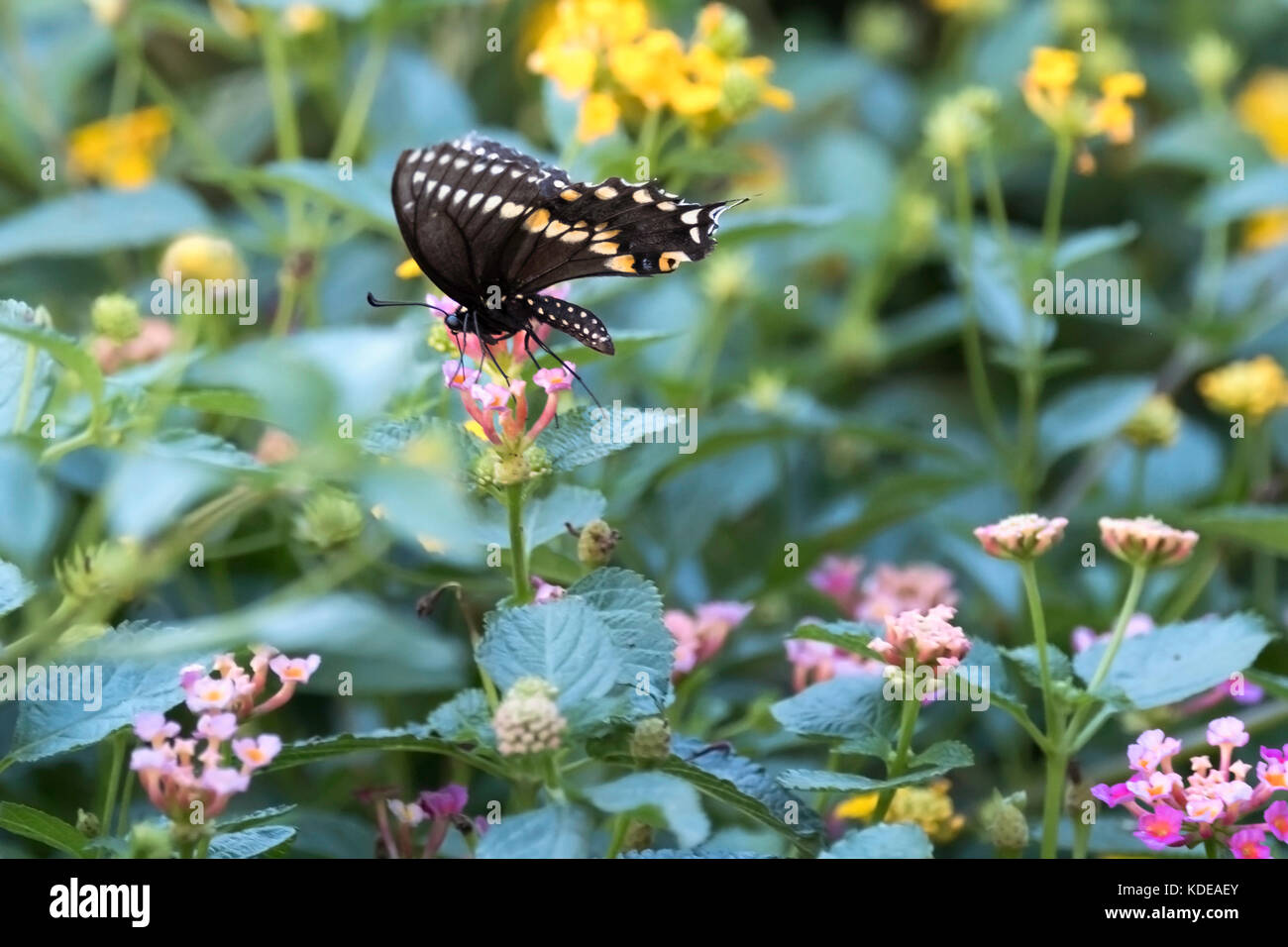 Schwalbenschwanz Schmetterling, Papilio polyxenes, Schmetterling von Oklahoma und New Jersey, Fütterung auf Rosa und Gelb Lantana camara. Oklahoma, USA. Stockfoto