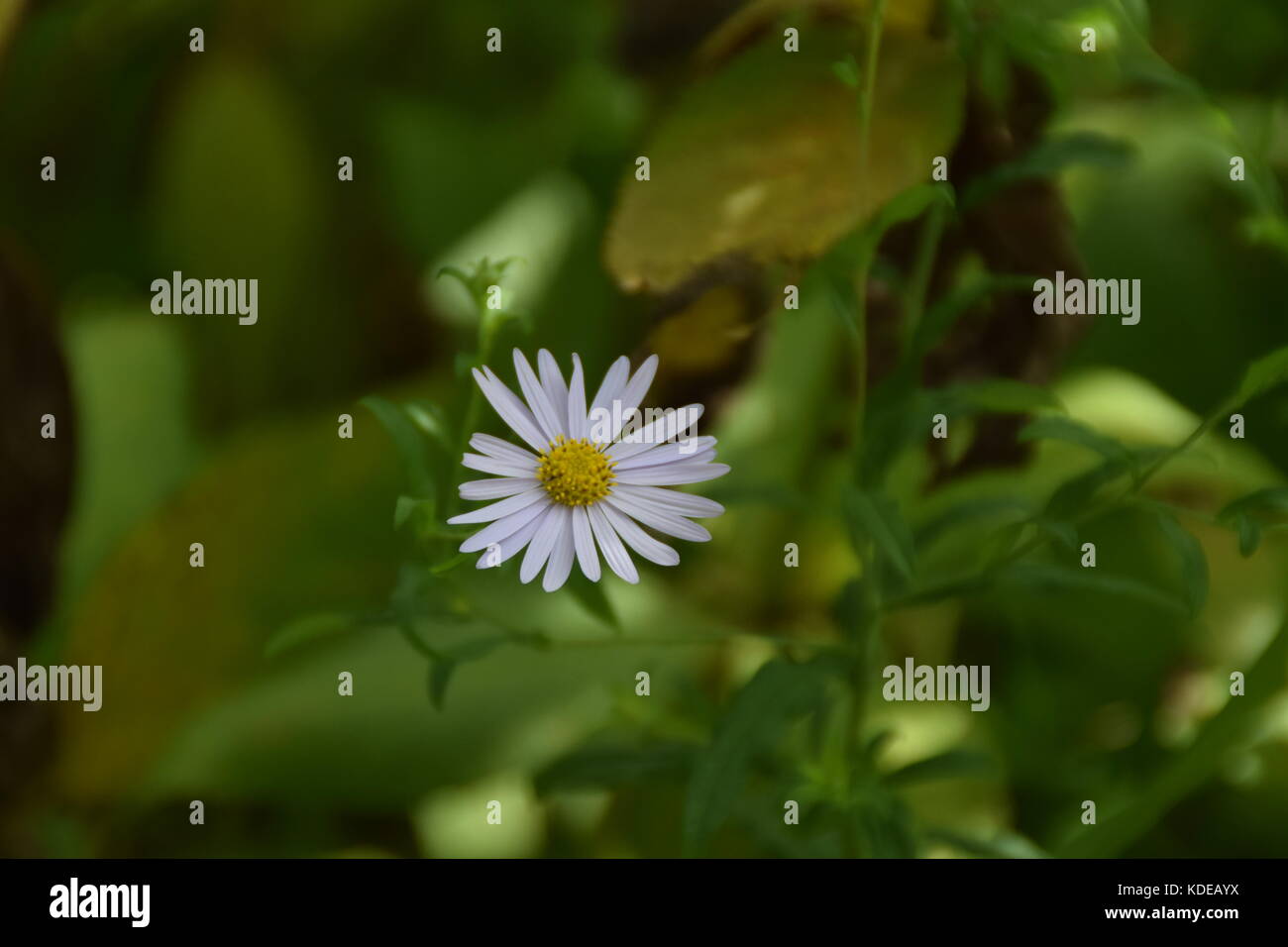 White daisy flower - grün Hintergrund - Park - Garten Stockfoto