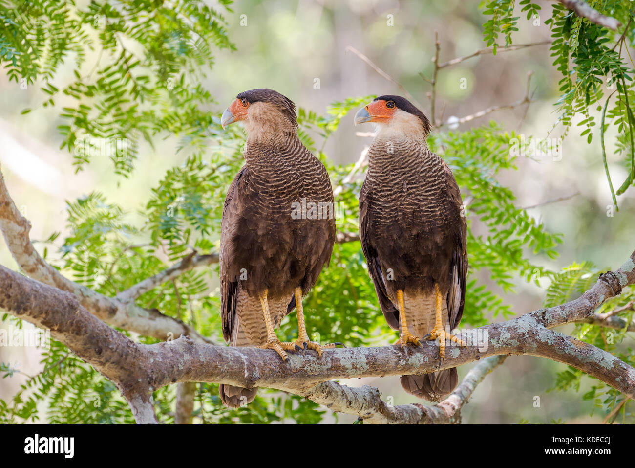 Ein paar südliche Haubenkarakara im Pantanal, Brasilien. Stockfoto