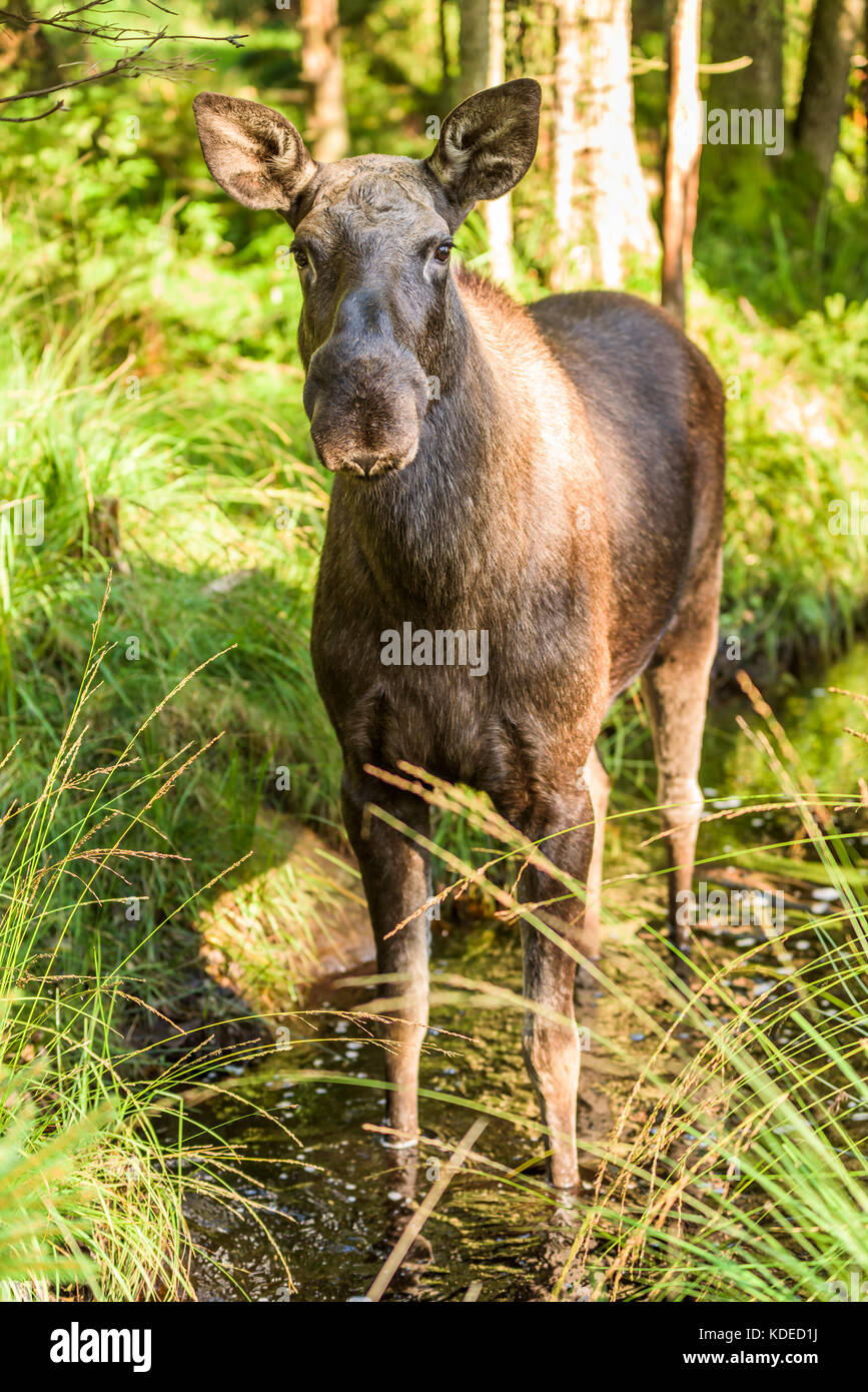 Junge Elche (alces alces) im kleinen Wald Creek. Stockfoto