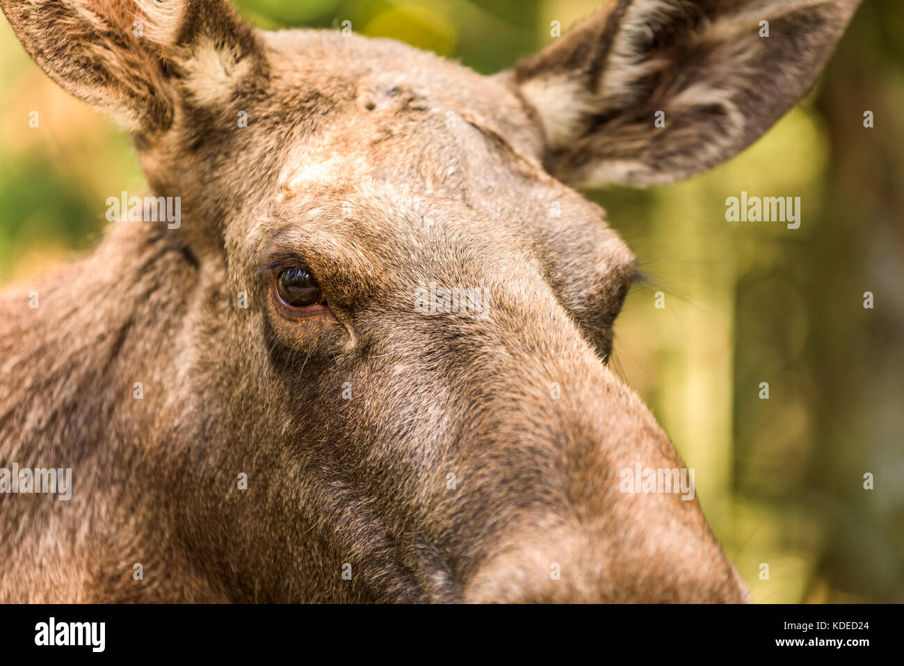 Detail der erwachsenen weiblichen Elch (alces alces) Augen. Stockfoto