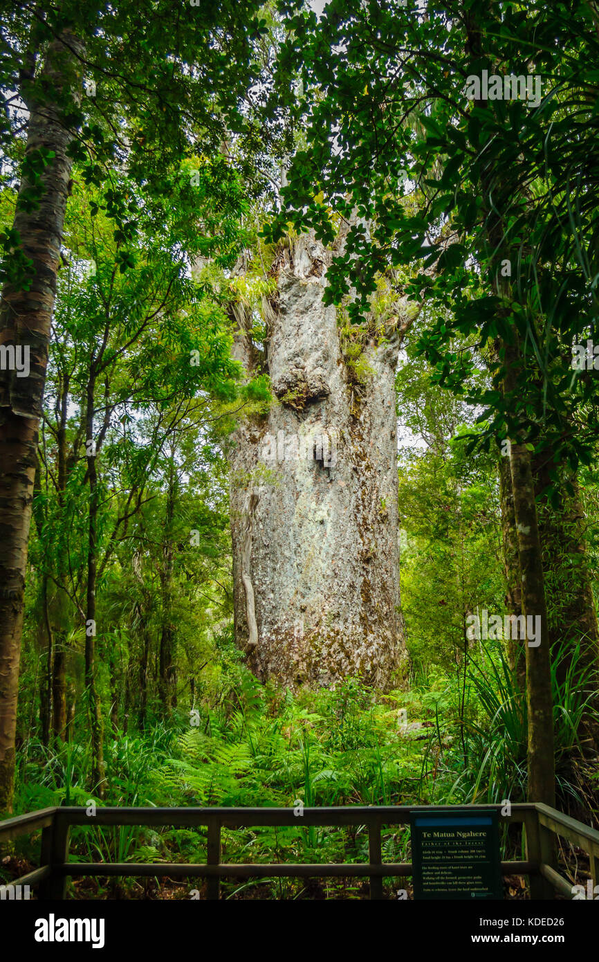 Die Te Matua Ngahere (Vater des Waldes), einem riesigen Kauri (agathis australis) Nadelholz Baum im Waipoua Forest der Region Northland, Neuseeland Stockfoto