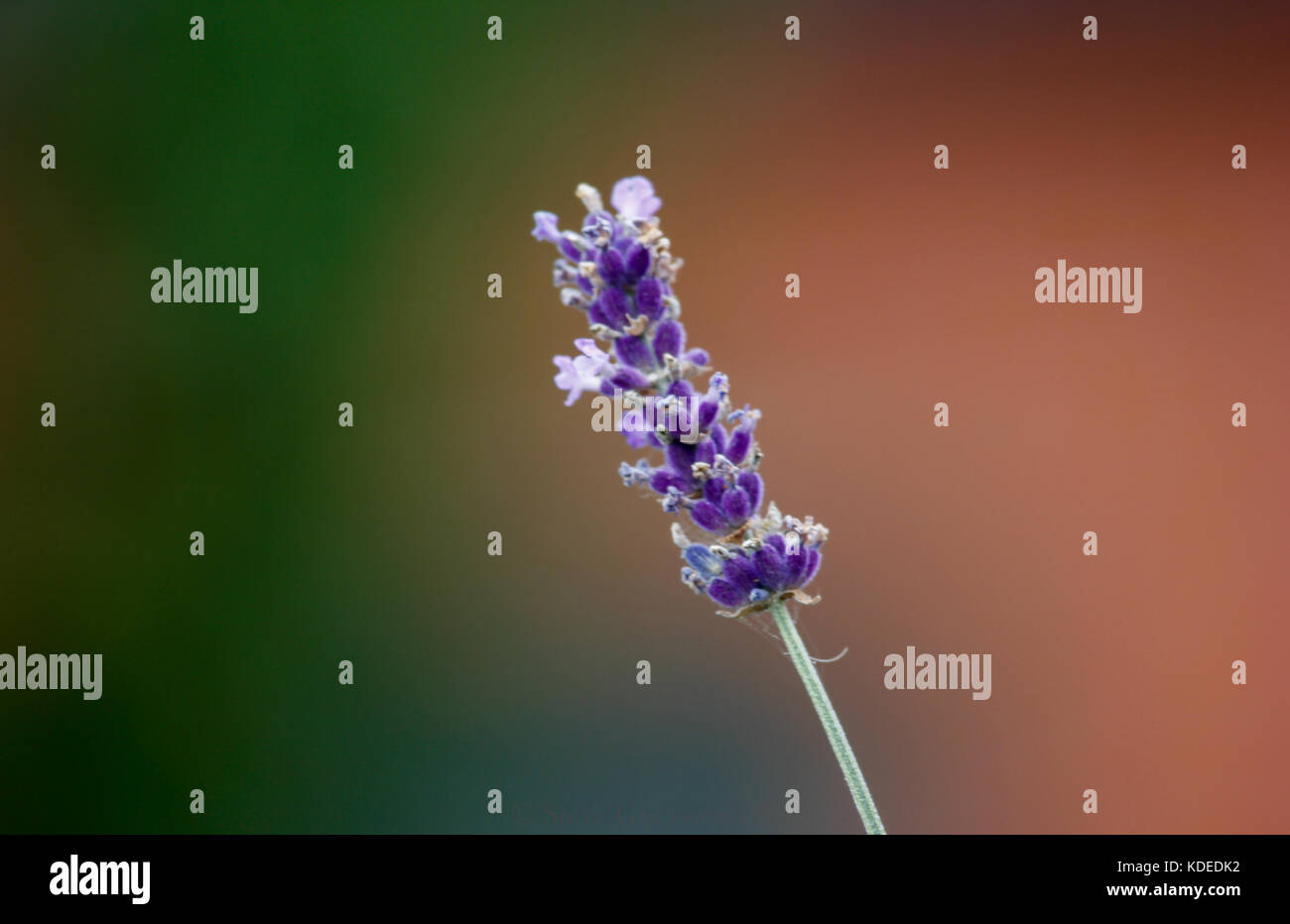 Lavendel Blume gegen weiche Hintergrund Stockfoto
