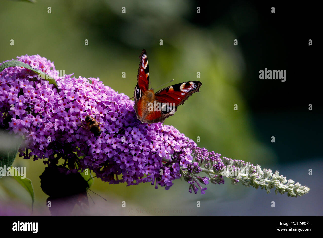 Garten Foto eines Schmetterlings Stockfoto