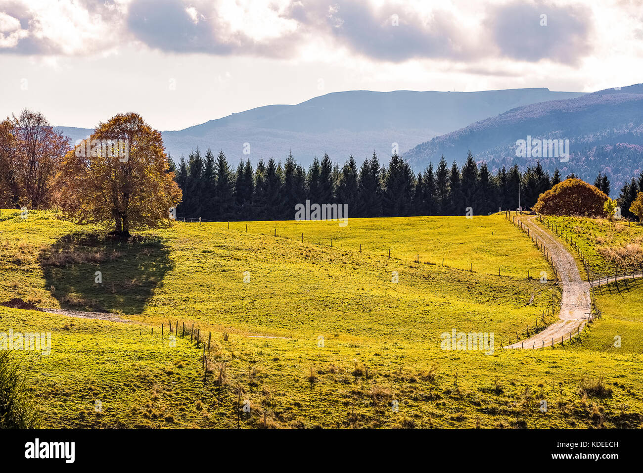 Italien Venetien cansiglio - alpago - col indes Stockfoto