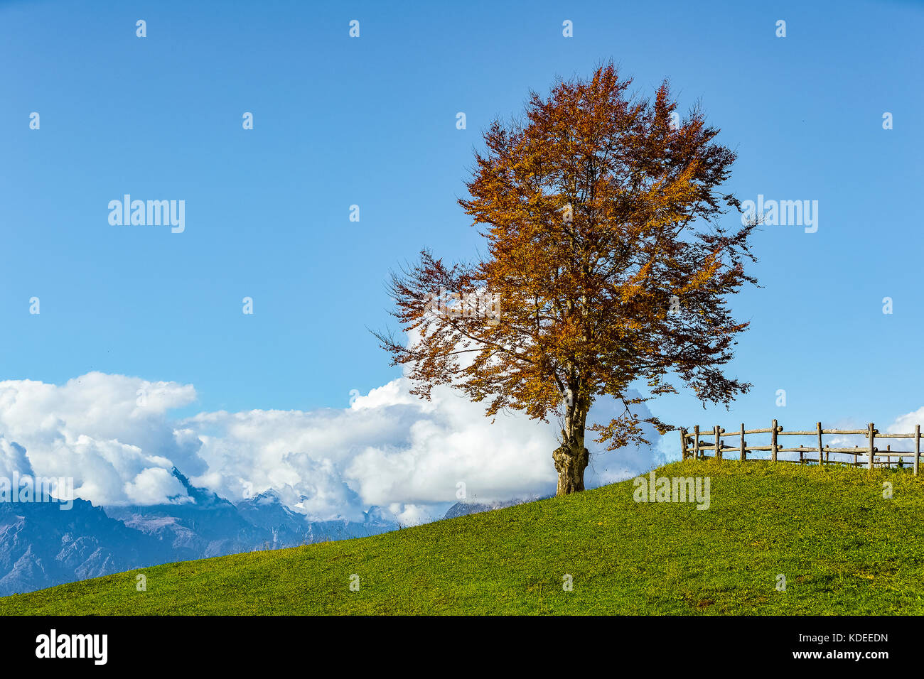 Italien Venetien cansiglio - alpago - col indes Stockfoto