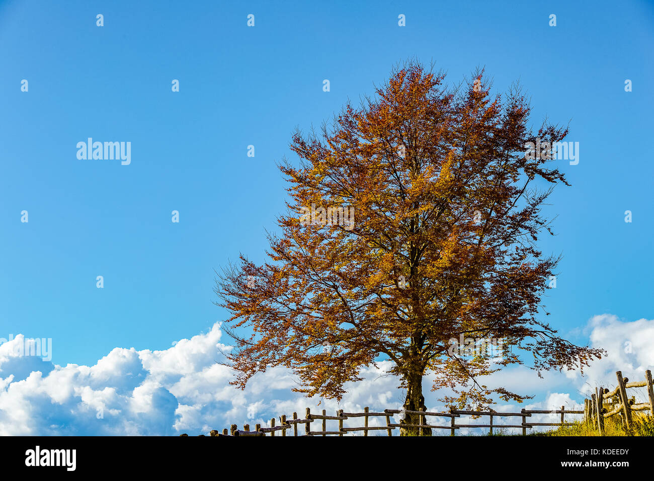 Italien Venetien cansiglio - alpago - col indes Stockfoto