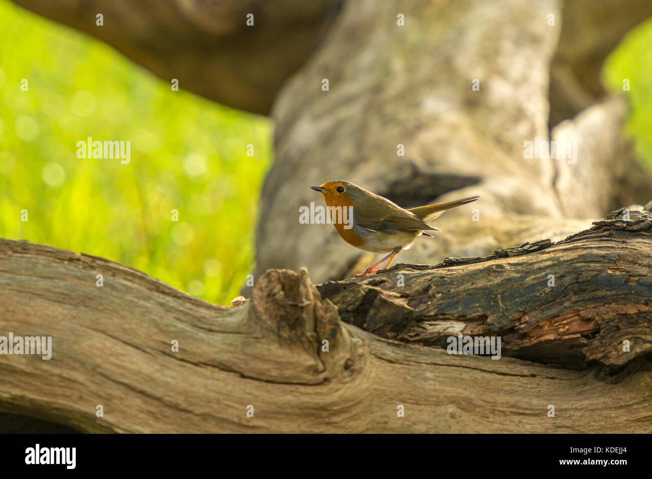 Britische Tierwelt in natürlicher Lebensraum. Single Robin Red Breast Nahrungssuche in den alten Wäldern auf hellen Herbst Tag. Stockfoto