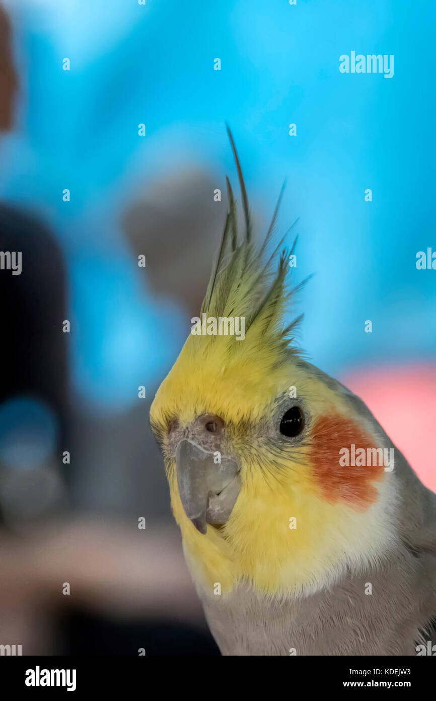 Leiter der Nymphensittich Papagei Vogel close-up Stockfoto