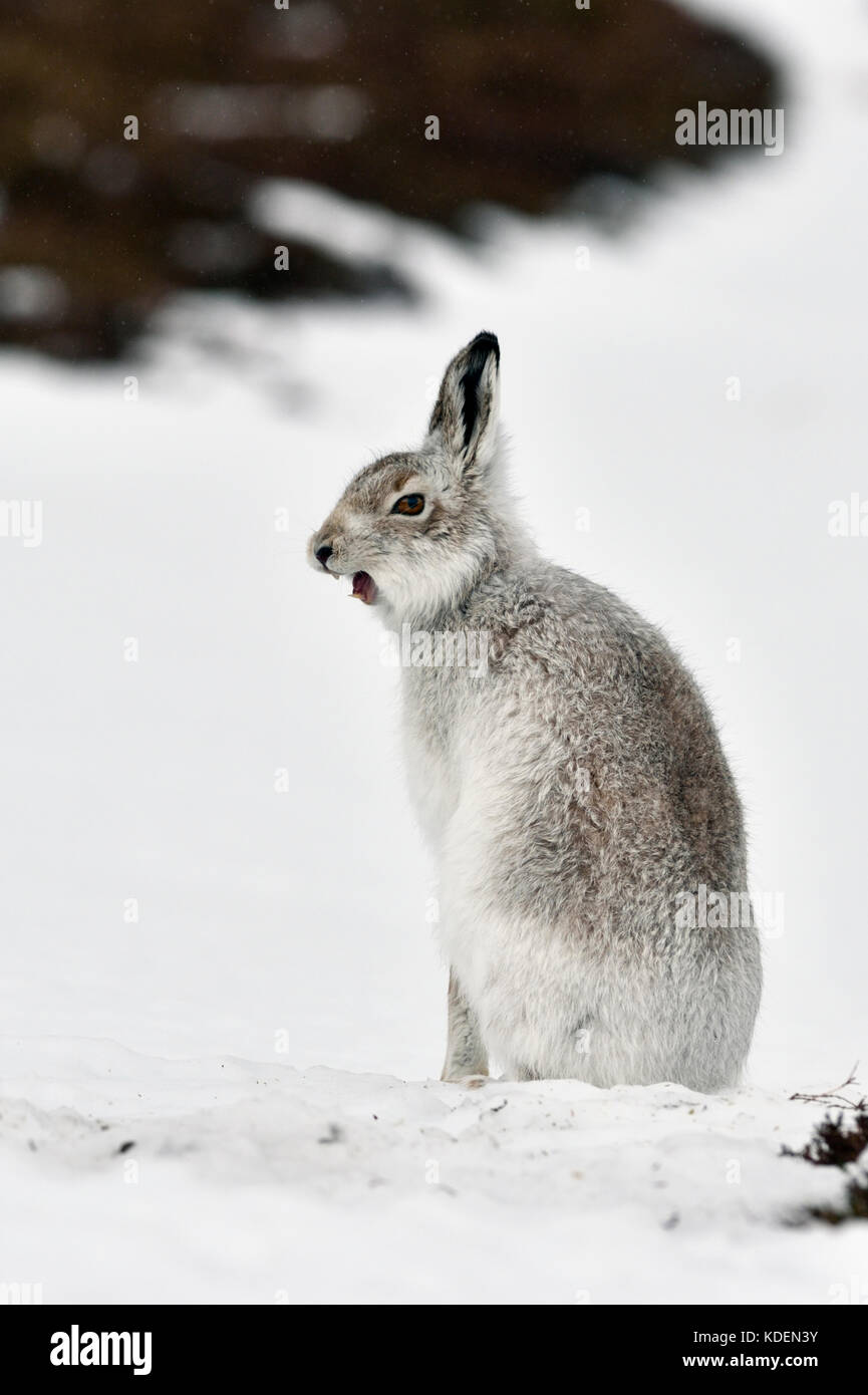 Schneehase (Lepus timidus) Großbritannien Stockfoto