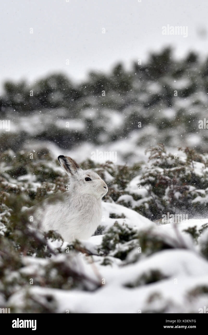 Schneehase (Lepus timidus) Großbritannien Stockfoto