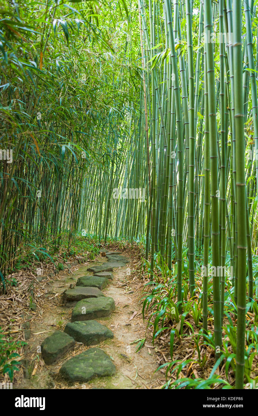 Rakusa, ich chikurin, Park, rakusai chikurin Park, Bambus, Wald, Kyoto, Japan, Stockfoto