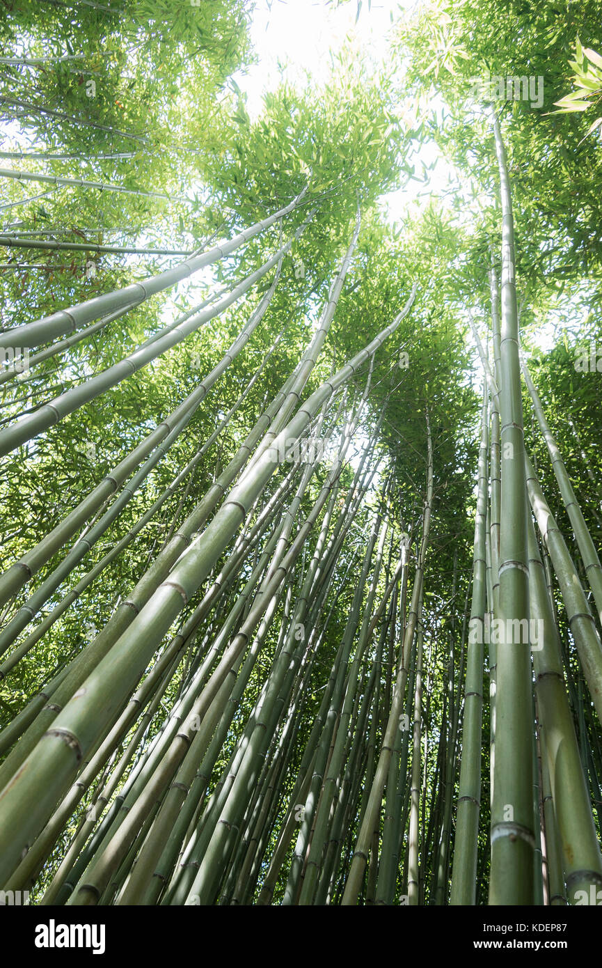 Rakusa, ich chikurin, Park, rakusai chikurin Park, Bambus, Wald, Kyoto, Japan, Stockfoto