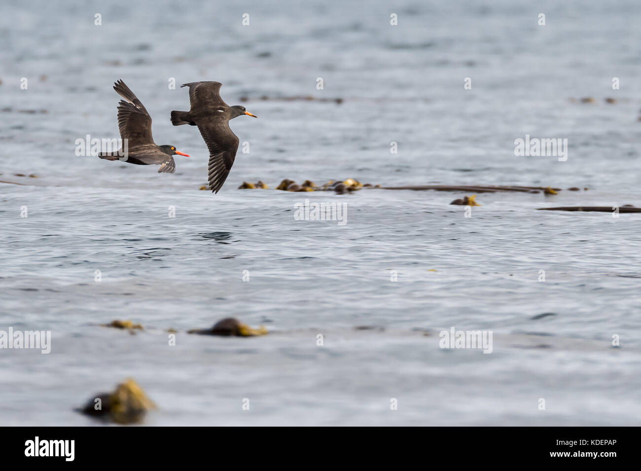 American oyster Catcher im Flug, semidi Inseln, Alaska Stockfoto