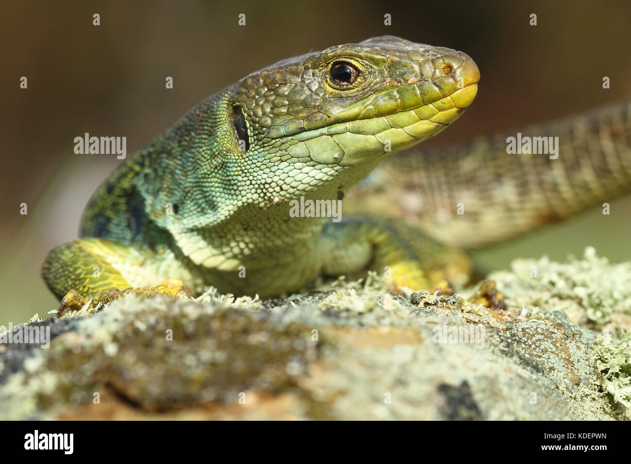 Lembeh Lizard (timon Fuchsjagd) Stockfoto
